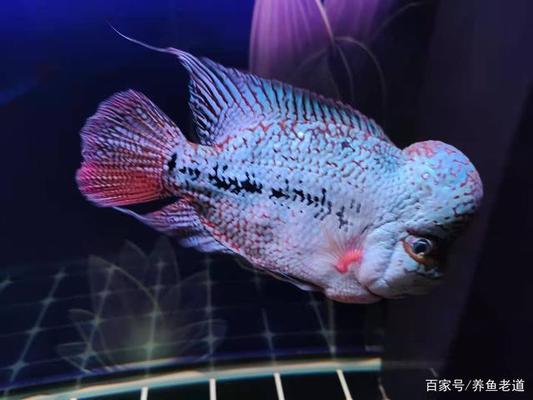 精河縣城鎮(zhèn)魔力水族景觀魚店（精河縣城鎮(zhèn)魔力水族景觀魚店電話號碼）