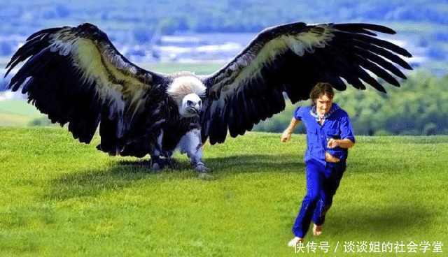 世界最大的鹰老虎狮子都不是它对手繁衍后代让人着急