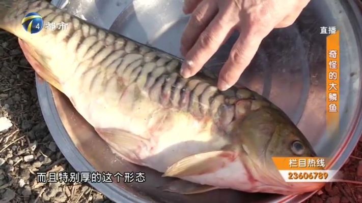The Exotic Beauty of <strong><mark>arowana</mark></strong> in Tulcea: A Detailed Guide to Finding, Admiring, and Purchasing this Majestic Fish in the City