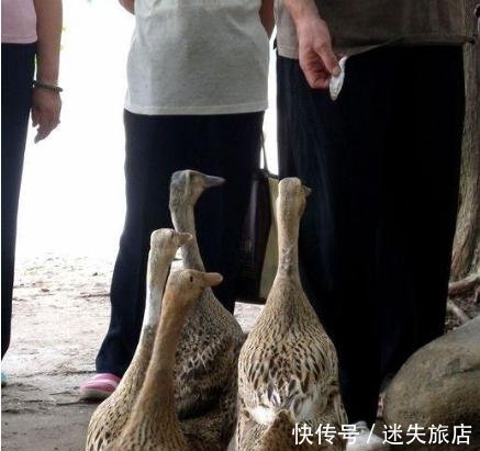 芙蓉说三农鸭黄曲霉毒素中毒的症状及防治