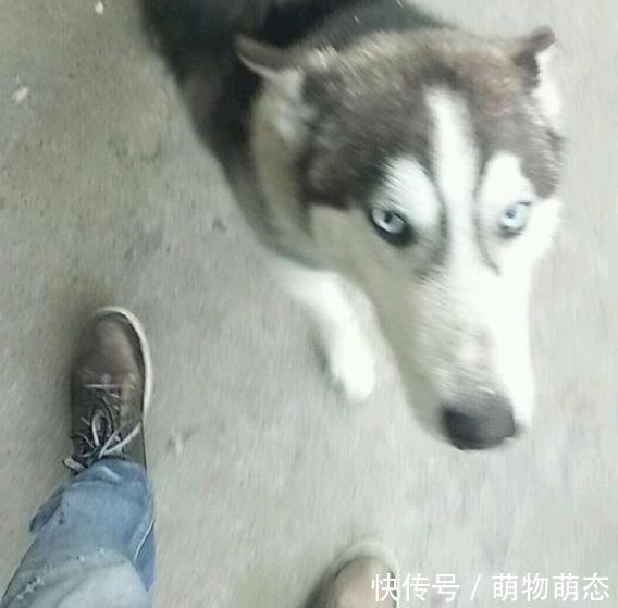 没捡过狗这次却捡了两只,如果都留下来养,就怕