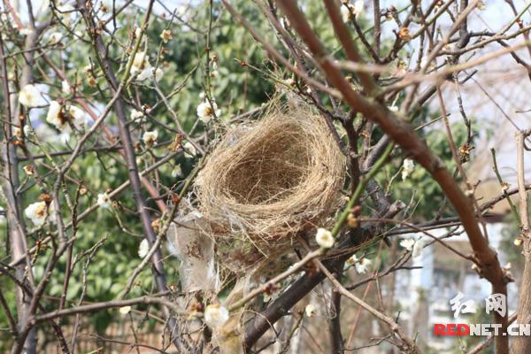 学期伊始春意浓 来湖南中医药大学寻芳吧