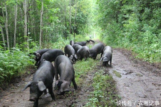 农民大姐养殖野性十足的它，年入几十万，脱颖而出成为富农