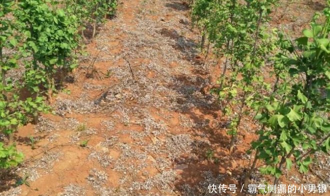 农业生产中,除草剂种类多,种植户该如何分类?