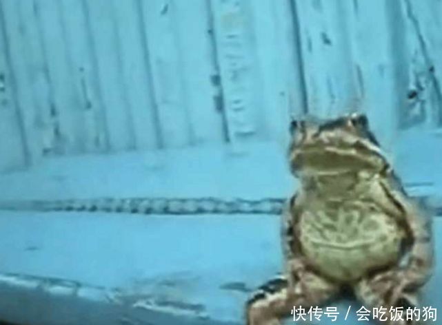 男子从外面回来,发现一只青蛙坐在台阶上,细看后惊讶不已