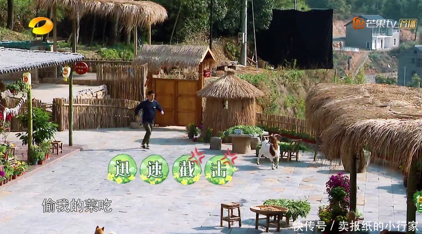 向往的生活》老点死亡,何炅彭昱畅留言怀念,黄