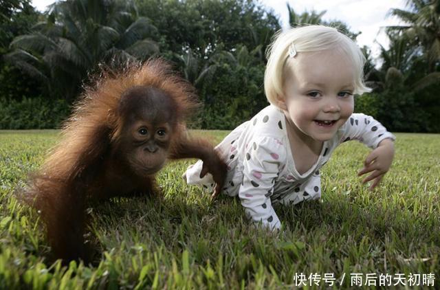 猴子和人类的相似度有多高人类是如何变来的呢