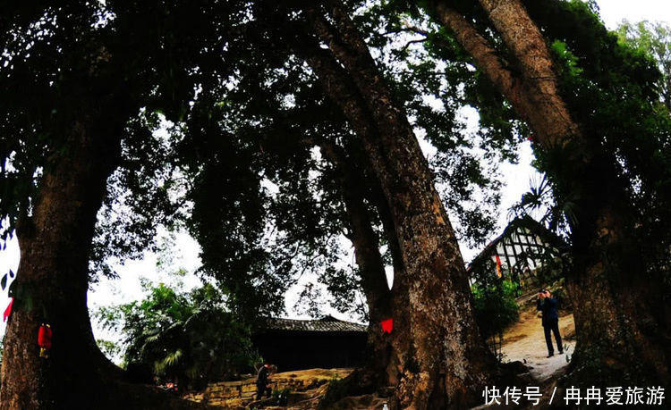 金丝楠木树图片 t0123c8a9c35873c8d9.jpg
