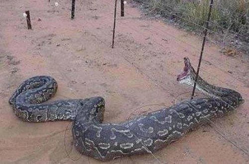 桂平挖蛇事件是真的吗?17米大蛇吓死司机