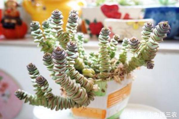 多肉钱串子怎么养护,钱串子怎么砍头!