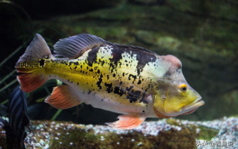 自貢魚(yú)缸換水電話多少號(hào)（自貢魚(yú)缸換水電話多少號(hào)?。? title=