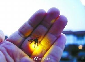 我国萤火虫正面临灭绝 被拉到城市可能活不过3天 - 钟儿丫 - 响铃垭人 我国萤火虫正面临灭绝 被拉到城市可能活不过3天 - 钟儿丫 - 响铃垭人