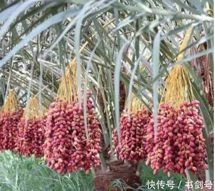 养了多年的盆栽枣树,如今硕果累累,邻居纷纷一睹容貌