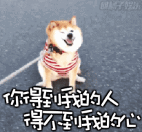 表情包论精神污染还有什么比得过doge的眼神