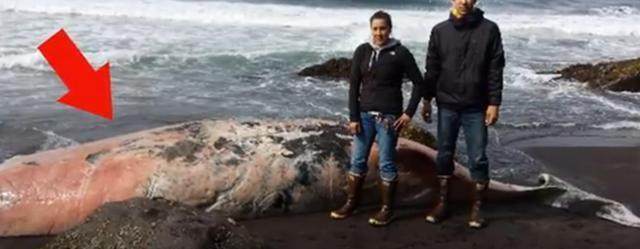 人类曾在海边发现的5个神秘恐怖生物尸体,真的