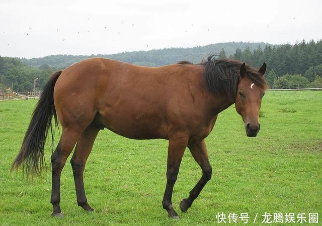 这种马奔跑速度88.5公里,全世界一共有460万匹