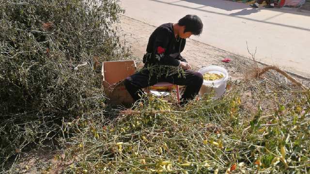 好不容易遇到一种赚钱的农作物，采摘成本居然高达八毛钱一斤！