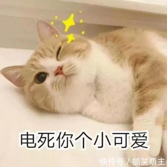 卖萌表情表情:你这个小可爱,电你喔没钱不敢说话猫咪包图片