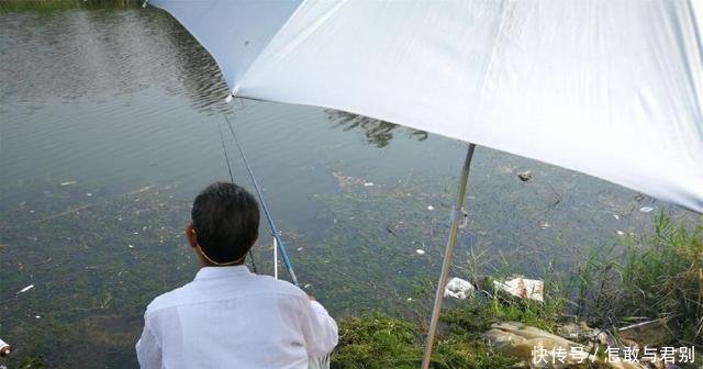 农村河中出现异常死鱼,钓鱼人称鱼又遇到钓鱼