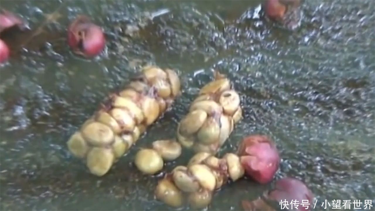 这种动物粪便一斤卖5000元,还很多人抢着买,土豪为何每天都要喝