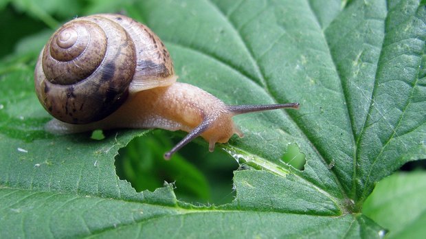 《根鸟》好词好句50个_360问答