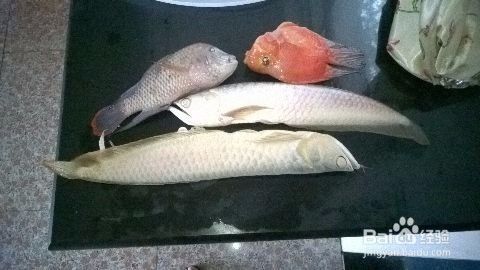 详细阅读:The Magnificent <strong><mark>arowana</mark></strong> in Tabuk: A Comprehensive Guide to the Exotic Fish Market in the City of Tabuk, Saudi Arabia The Magnificent <strong><mark>arowana</mark></strong> in Tabuk: A Comprehensive Guide to the Exotic Fish Market in the City of Tabuk, Saudi Arabia