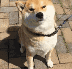 柴犬的表情包仅次于哈士奇,这表情很丰富啊