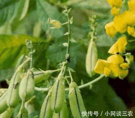 生活在农村,夏天常吃这些野菜可以排毒养颜,清