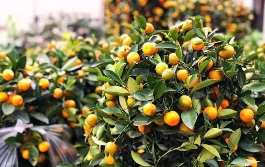 在海口过年,不只是吃鸡那么简单