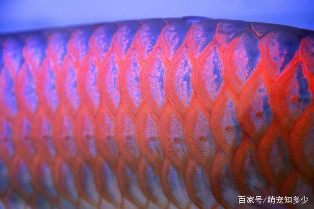 龍魚碼查詢（關(guān)于龍魚碼查詢的五個疑問） 水族問答