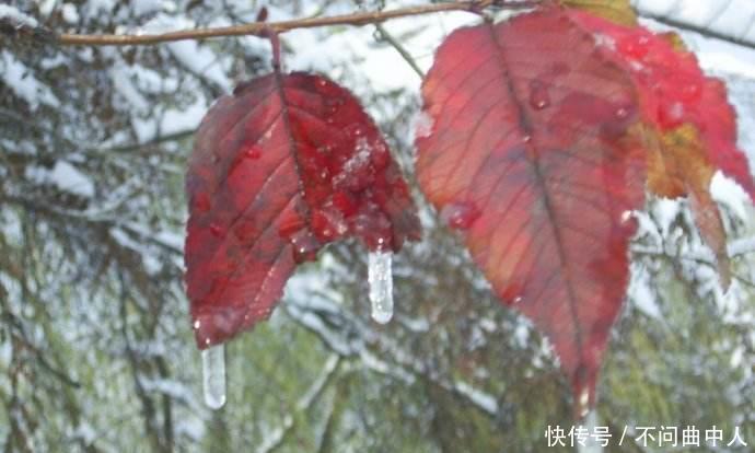 农村老话南风送大寒,正月赶狗不出门,如何理