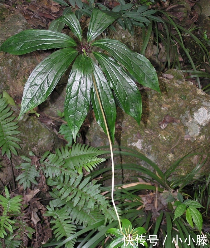 七叶一枝花能败毒抗癌,90%的人不知道它的功