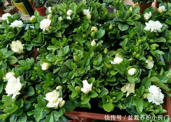 栀子花叶子发黄快死了,不要丢一个小动作就救