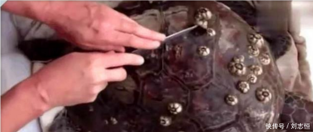 男子海边散步, 发现背上满是子弹孔的乌龟, 细