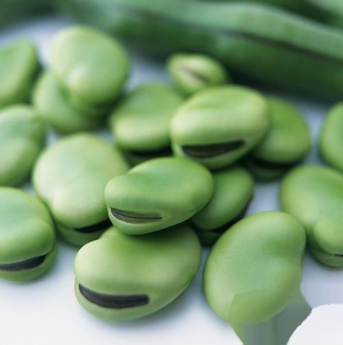 蚕豆的功效与作用会不会上火 t0130b781e8bfeeb4be.jpg