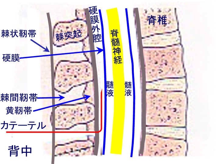 硬膜外隙