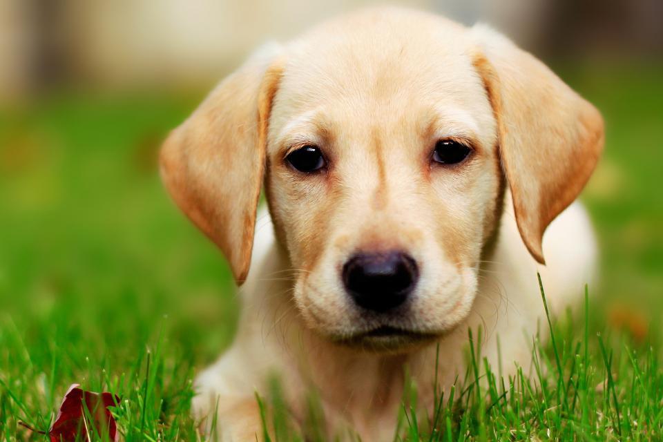 拉布拉多犬图片大全 拉布拉多犬图片价格 纯种拉布拉多犬图片高清图片