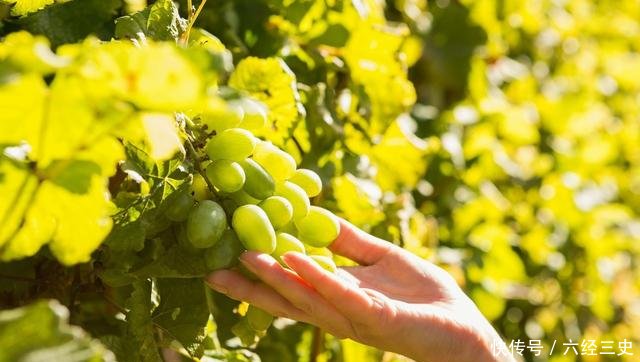 9月葡萄行情怎么样?2018年产区最新价格汇总