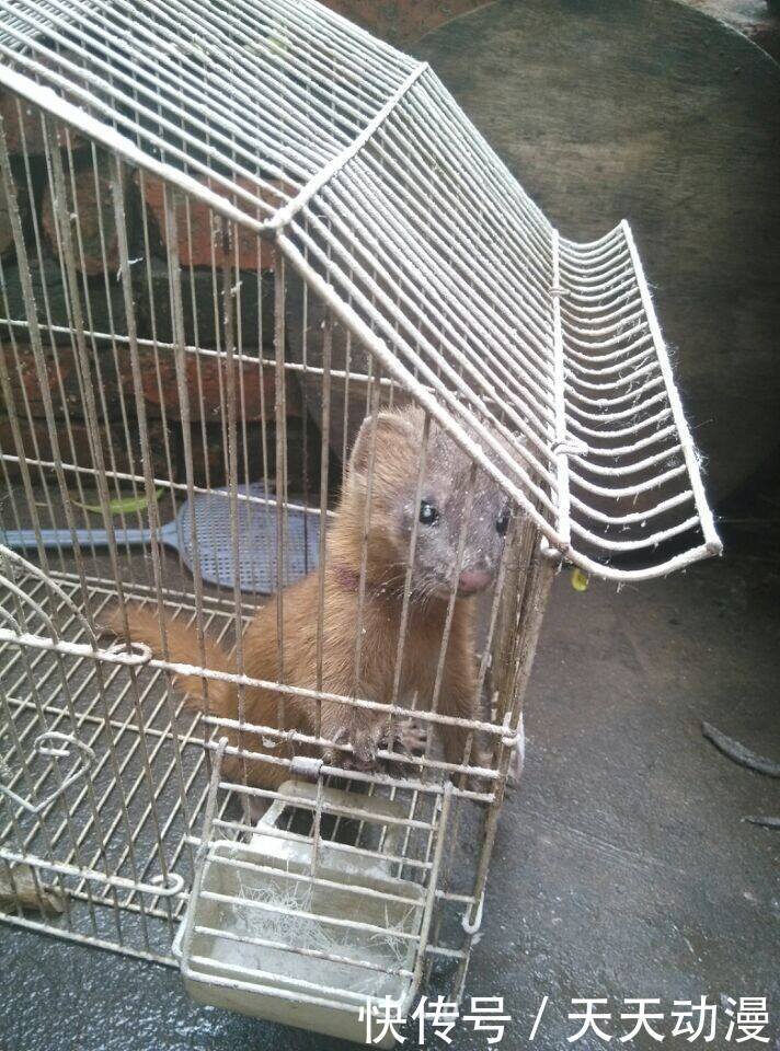 男子抓了小黄鼠狼,半夜门外大仙来要人!