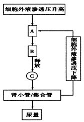 下图为人体细胞外液渗透压平衡的部分调节机制示意图.据图回.