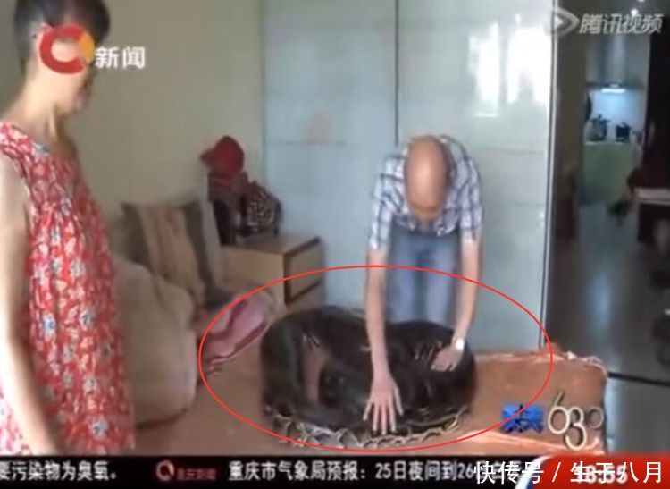 一养就是九年,小蛇变百斤巨蟒,老夫妻两每天推