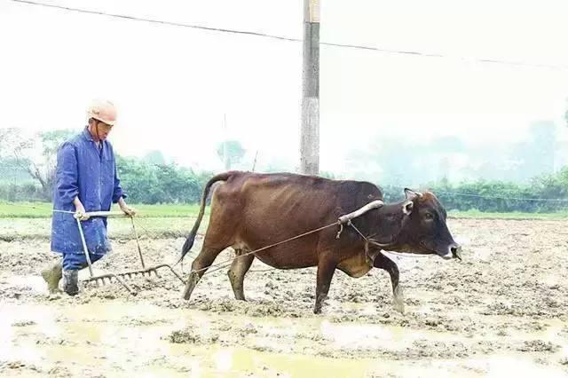 犁耙.就是把铧口犁松后的地耙平整,利于耕种.