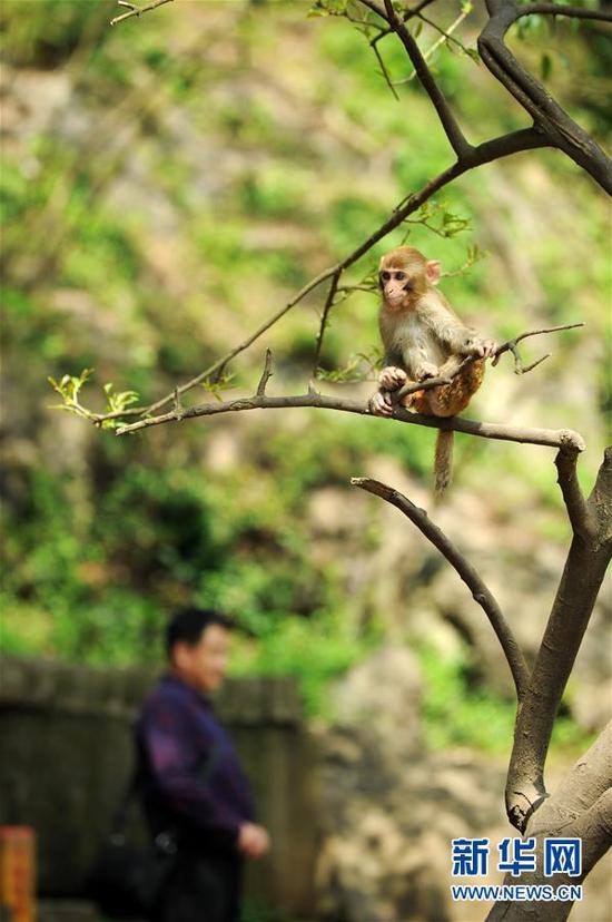 贵阳:春意萌动黔灵猴