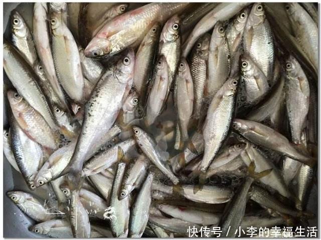 农村儿时钓鱼,是不是也非常讨厌遇上这几种鱼呢?