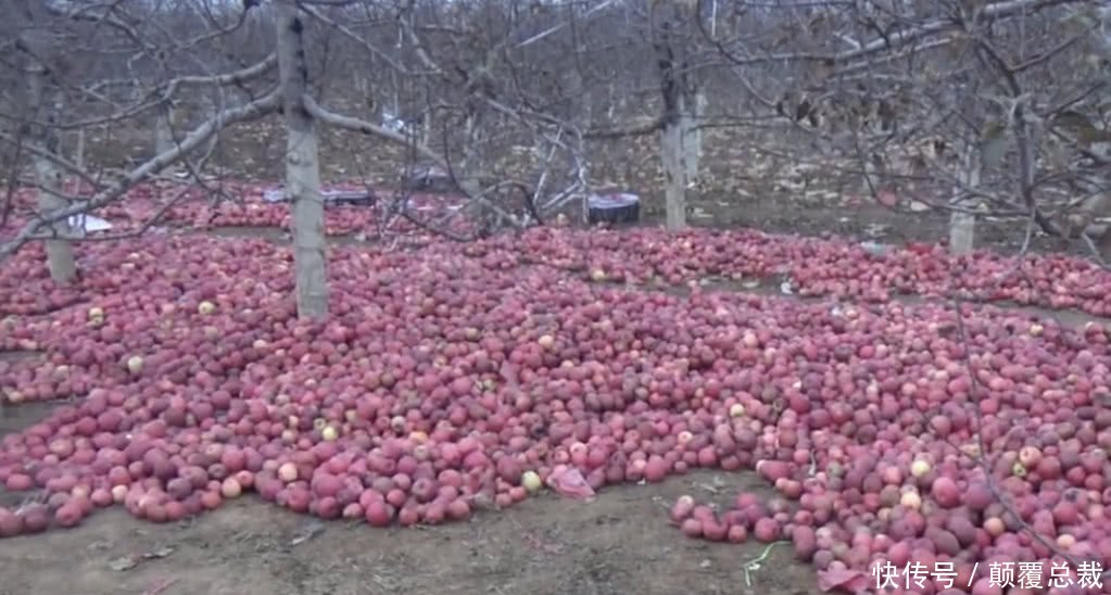 奇闻超市8块一斤的苹果,果园批发价是多少烂苹