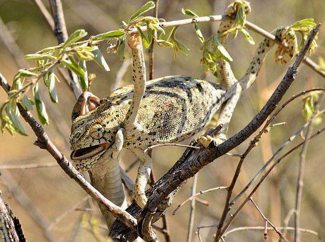 狡猾树蛇捕食变色龙瞬间, 一口活吞下去!