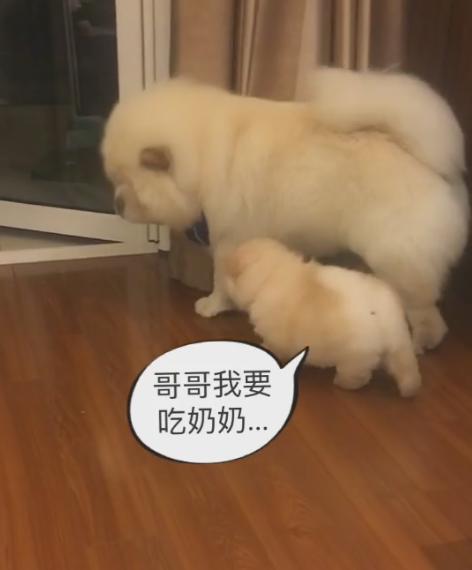 松狮:说好的媳妇呢,怎么一转眼成了奶妈?