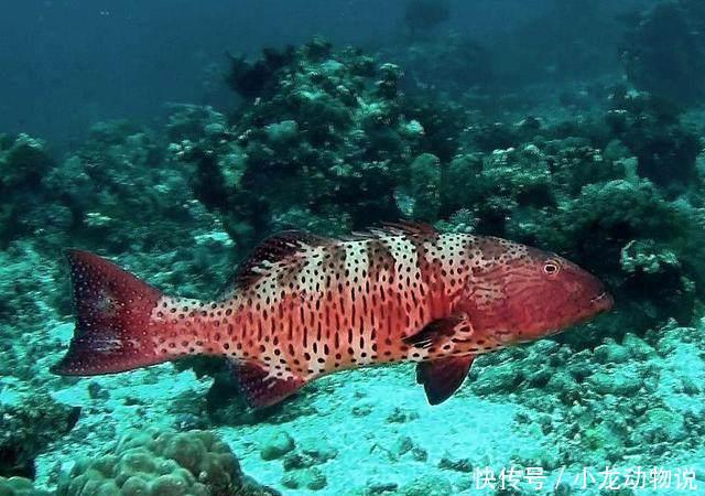 这是一组来自海底的狩猎联盟,条纹石斑鱼和爪