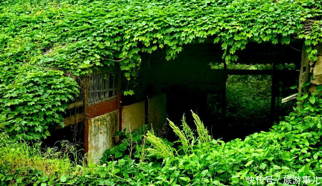 浙江最“神秘”的无人岛，荒废30年，整个岛屿被植物占领！