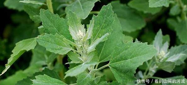 婆婆丁怎么吃有效果 t01392d14f3467d35f9.jpg